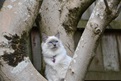 This is Skye, our ragdoll kitten, playing in a magnolia tree in our backyard, she is watching our other cat which is out of view. Photo taken by Rebecca (13)